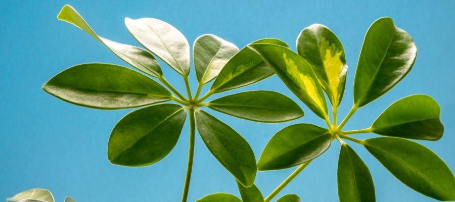 Şeflera Çiçeği için İdeal Ortam ve Sulama Koşulları