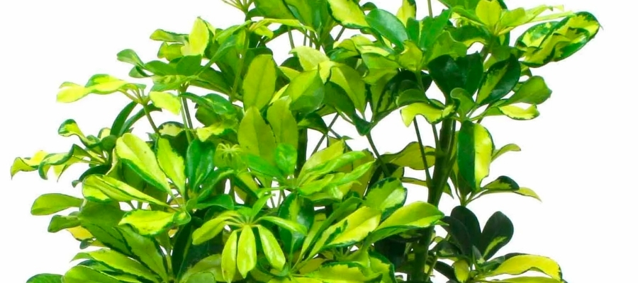 Şeflera Çiçeğinin Bakımında Dikkat Edilmesi Gerekenler