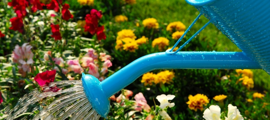 Şeflera Çiçeğinin Sağlıklı Büyümesi için İpuçları