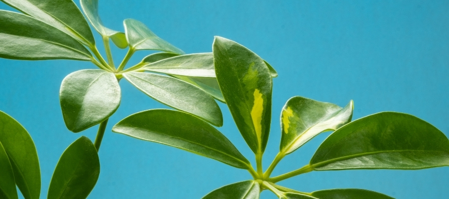 Evinizdeki Tropik Dokunuş: Şeflera Çiçeği Bakımı