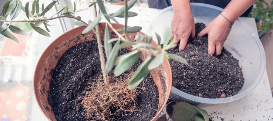 Zeytin Fidanı Yetiştiriciliğinin Temel Adımları