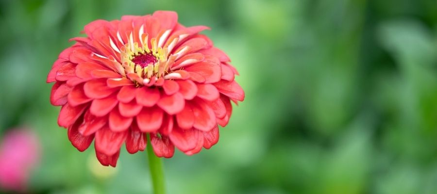 Bahçelerin Renk Cümbüşü: Zinya Çiçeği Nasıl Yetiştirilir?