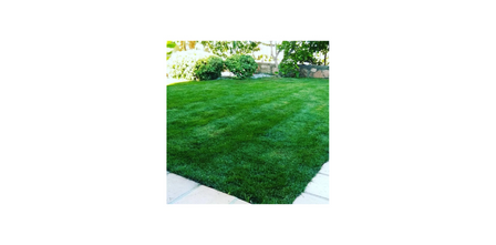 Her Toprağa Uygun Yeşil Gübre Çeşitleri