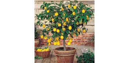 Evim Bahçem Limon Fidanı Aşılı Yediveren Mayer Tüplü 3 Yaş Avantajları