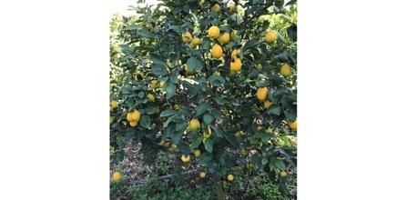 Evim Bahçem Limon Fidanı Aşılı Yediveren Mayer Tüplü 3 Yaş Kullanımı