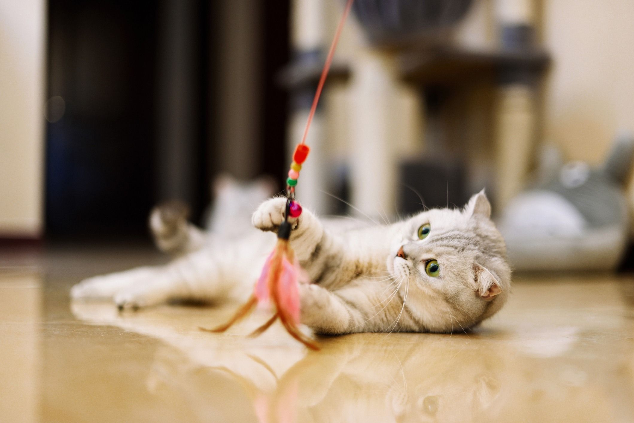 Petburada'nın Kedi Malzemeleri ile Minik Dostunuzun Tüm İhtiyaçlarını Karşılayın!