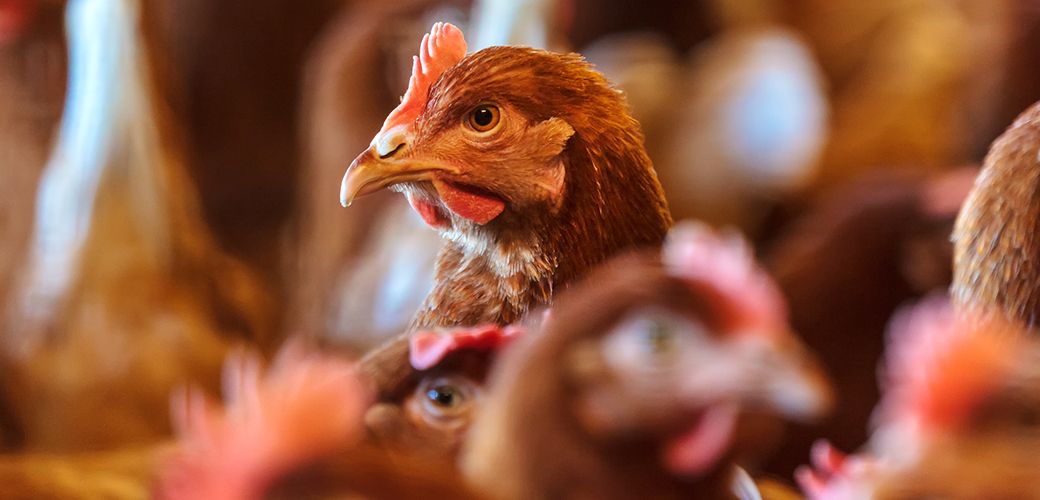 Evcil ve Çiftlik Hayvanları Ürünlerinde Ziraidepo Fırsatlarını Kaçırmayın!