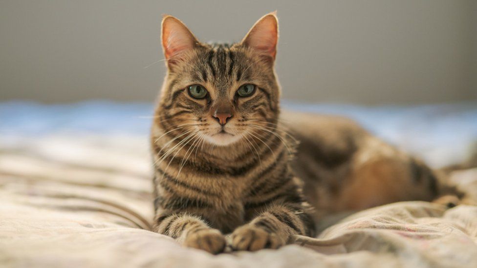 Kedi Dostlarınız İçin Aradığınız Her Şey Petza Petshop'ta!