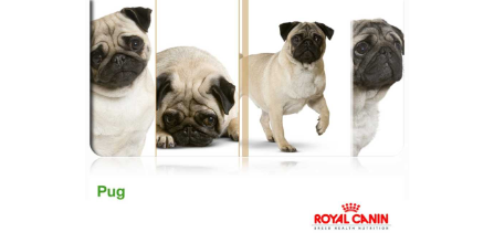 Royal Canin Pug Irkı Köpek Maması Ne Sıklıkla Verilmelidir?
