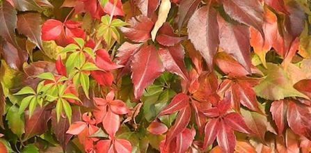 Amerikan Sarmaşığının Özellikleri 