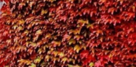 Amerikan Sarmaşığı Hakkında Bilinmesi Gerekenler 