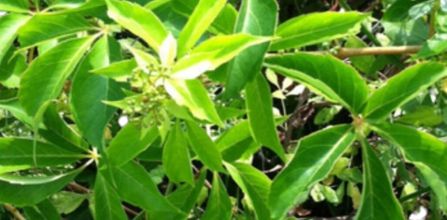 Amerikan Sarmaşığının Nelerdir 