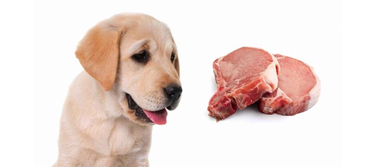  Köpeklerin Dengeli Beslenmesi İçin Mama Seçimi Nasıl Olmalıdır? 