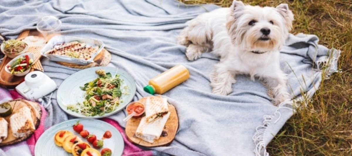  Köpek Sağlığı İçin Beslenmelerinde Dikkat Etmeniz Gerekenler Nelerdir? 