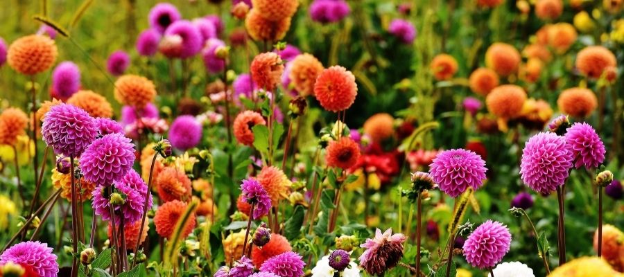 Dahlia’nın Kökeni ve Anlamı