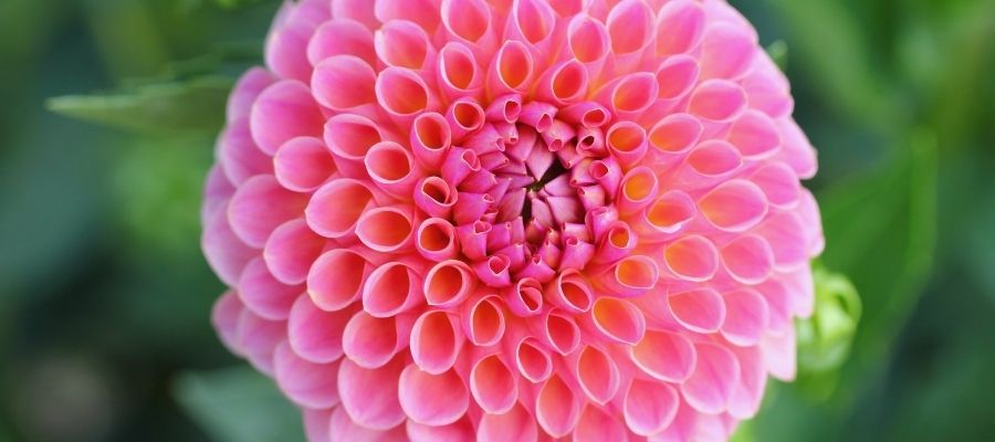 Bahçelerde Dahlia Çeşitliliği ve Bakımı
