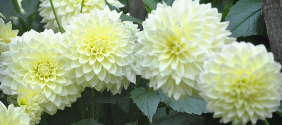 Dahlia’nın Kültürel ve Estetik Değeri