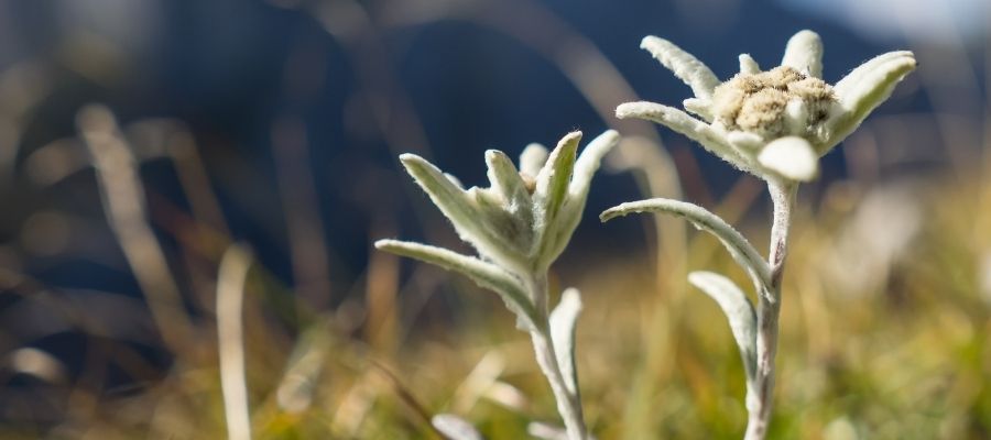 Edelweiss Çiçeğinin Anlamı ve Özellikleri