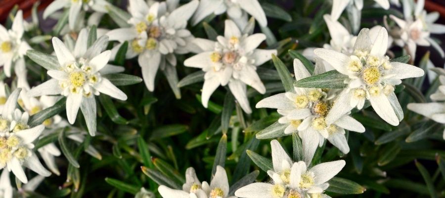 Edelweiss Çiçeğinin Kullanım Alanları ve Faydaları