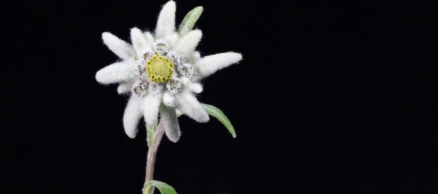 Edelweiss Çiçeğinin Yetiştirilmesi ve Bakımı