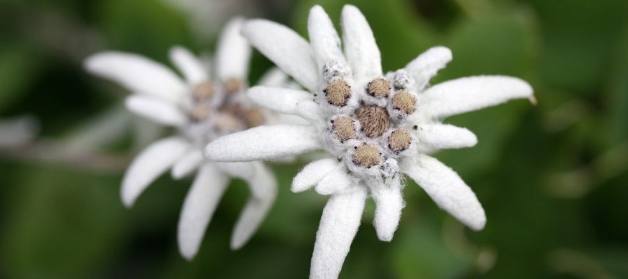 Dağların Beyaz Mücevheri: Edelweiss Çiçeği