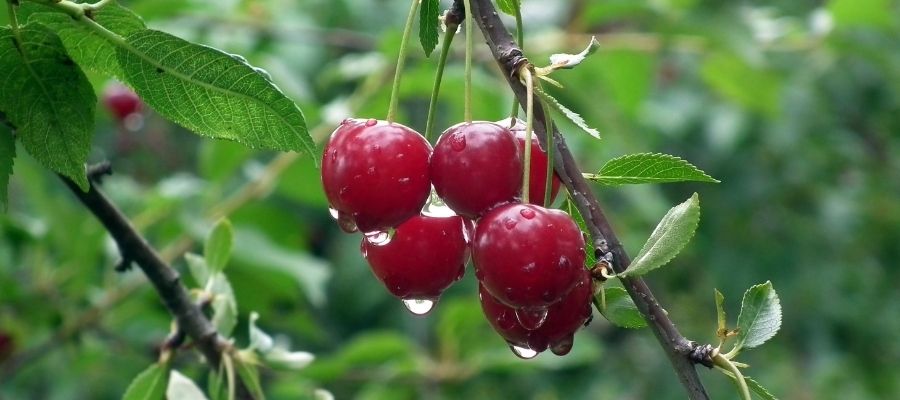 Kiraz Tüketiminin Vücut Sağlığına Katkıları