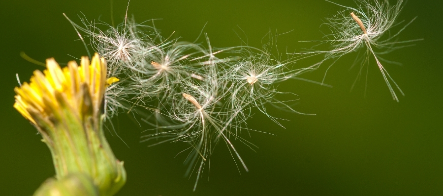 Polen, Küf Mantarları ve Akarlar: Sonbahar Alerjisinin Ana Tetikleyicileri