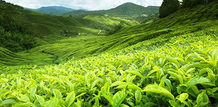 Sri Lanka Çayı Nedir?
