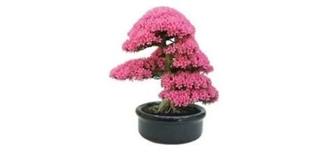 Dekorasyonun Tamamlayıcısı Bonsai Ağacı