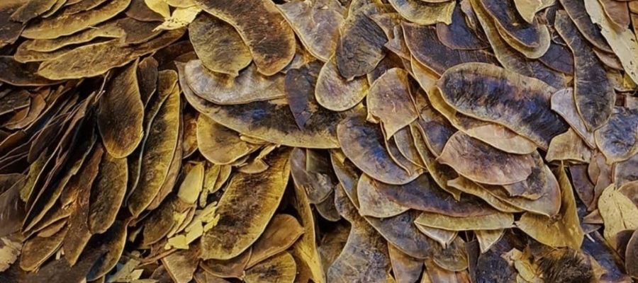 Açlık Otu Nedir ve Nasıl Kullanılır?