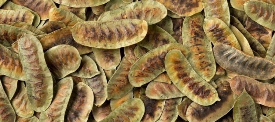 Açlık Otu Faydaları ve Kullanımı