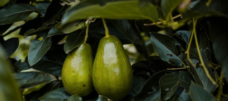 Avokado Yaprağının Sağlık Faydaları