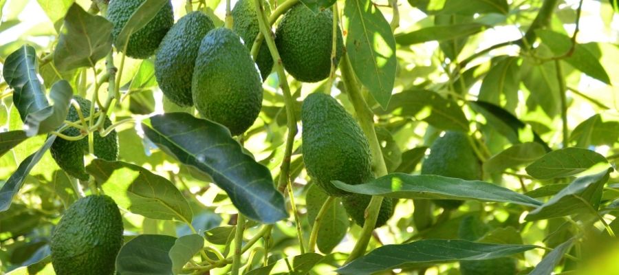 Avokado Yaprağı ile Yapılan Tarifler