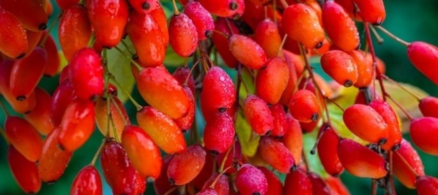 Berberin Nedir ve Nasıl Elde Edilir?