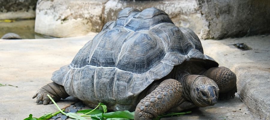 Endemik Türlerin Korunması İçin Alınan Önlemler