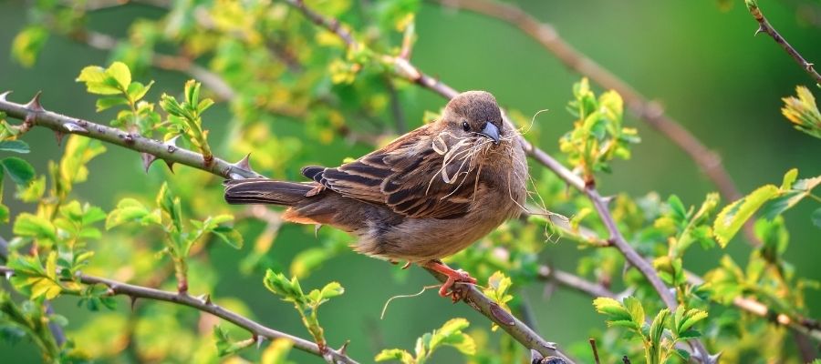 Türkiye'nin Fauna Zenginliği ve Örnekleri