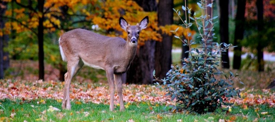 Fauna Koruma Çalışmaları ve Önemi