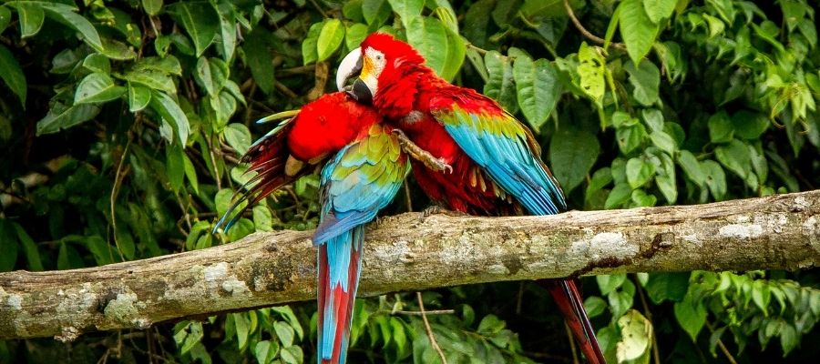 Fauna Nedir? Bölgeleri ve Örnekleri Nelerdir?