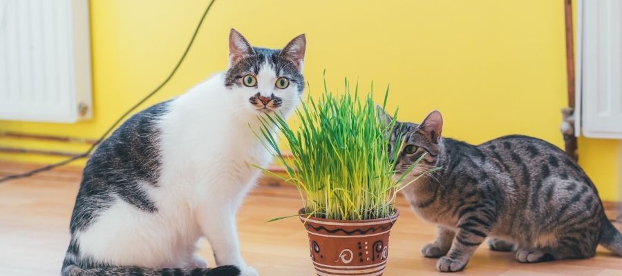 Kedi Otunun Tanımı ve Özellikleri