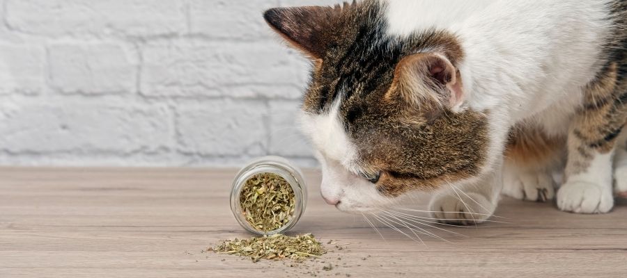Kedi Otunun Faydaları ve Kullanımı