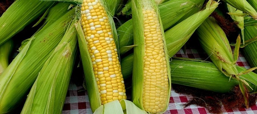 Evde Adım Adım Mısır Yetiştirme Yöntemleri