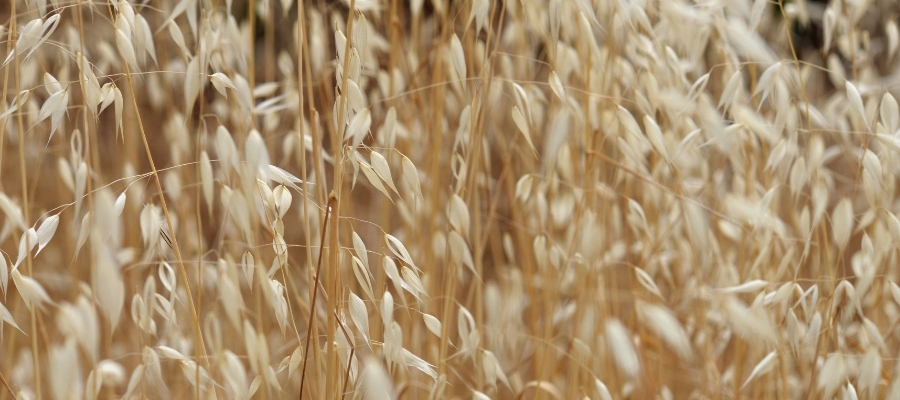 Yulaf Samanının Cilt ve Saç Bakımındaki Kullanımı