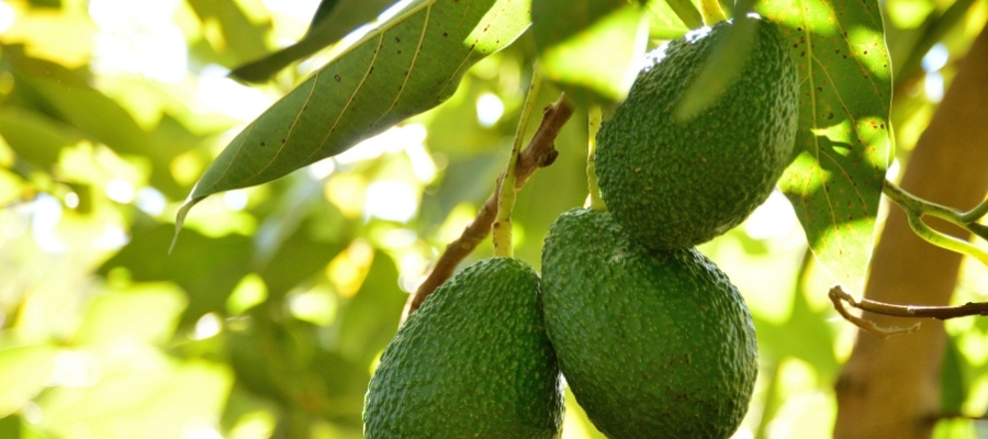Avokado Yaprağı Çayı Neye İyi Gelir?