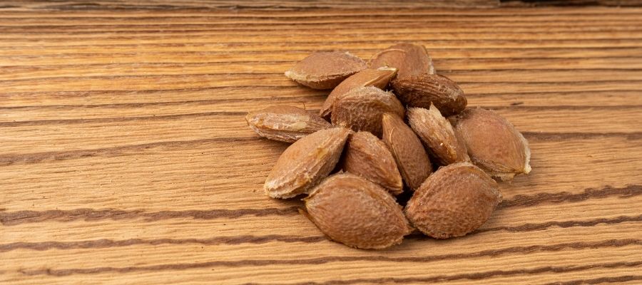 Erik Çekirdeğinden Erik Ağacı Yetiştirme: Çimlendirme Rehberi