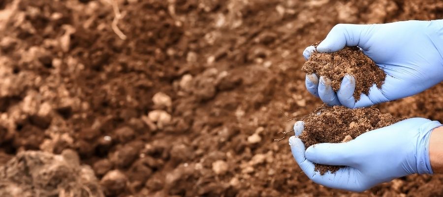 Kireçli Toprak Nedir? Verim Nasıl Artırılır?