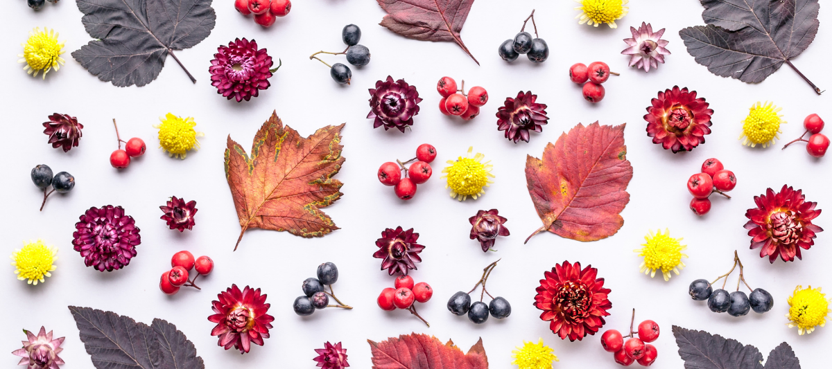 Sonbahar Meyveleri Hangi Dönemlerde Yetişir?