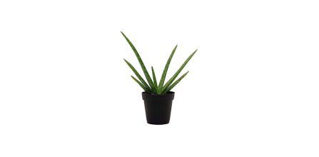 Aloe Vera Bitkisi Çeşitleri ve Kullanımı