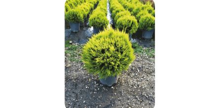 Dikkat Çeken Limon Servi Online Ürün Seçenekleri