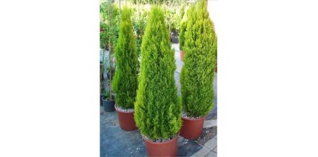 Yol Gösterici Limon Servi Yorum ve Değerlendirmeleri