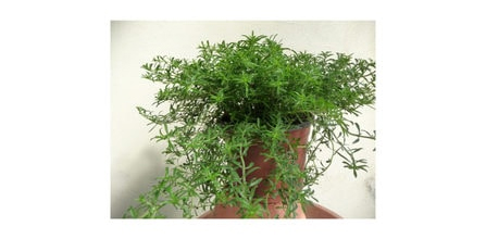 Fide Sepeti, Avantajlı Fiyatlarla Trendyol’da